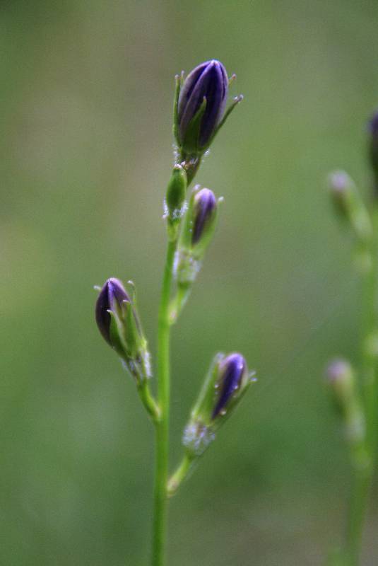 Unser Orchideenpark Bild Nr.103